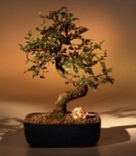 Chinese Elm Bonsai.jpg